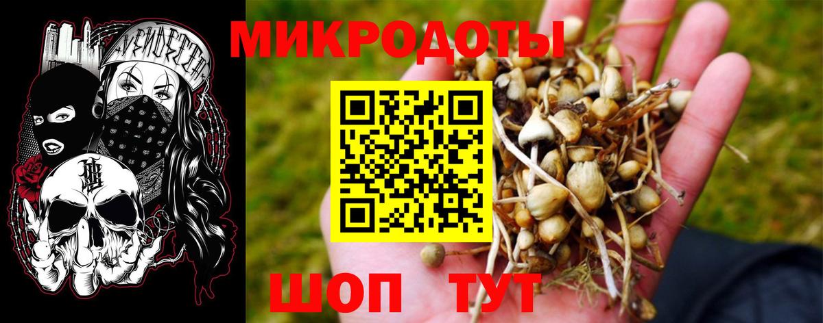Псилоцибиновые грибы Psilocybe Камень-на-Оби